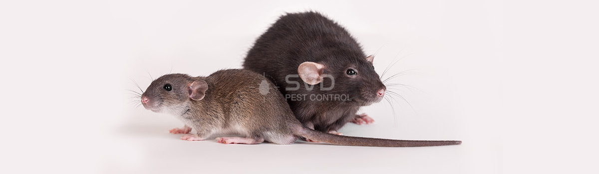 SVD Pest Control