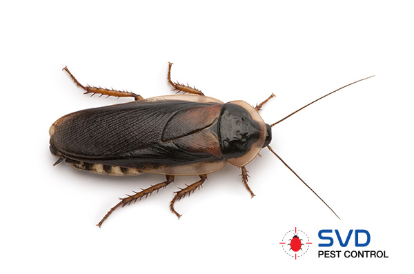 Cockroaches