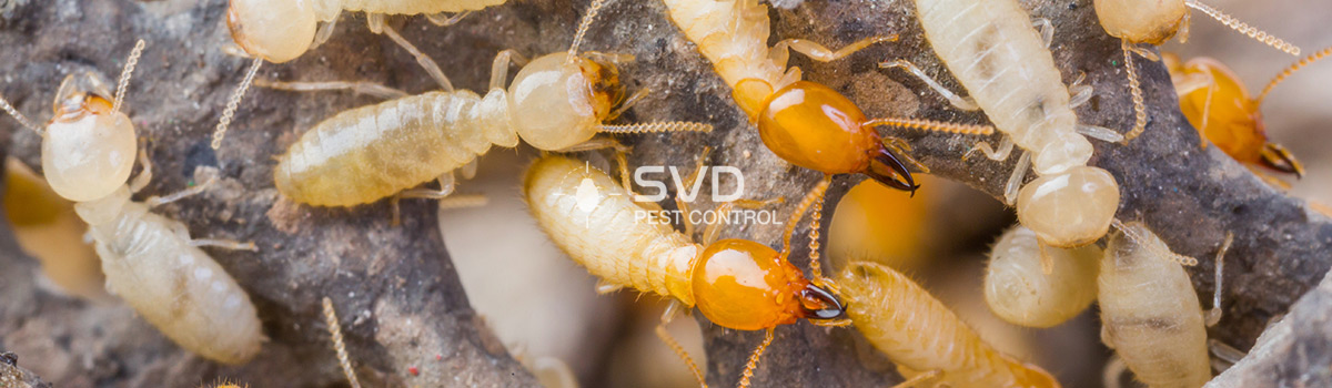SVD Pest Control