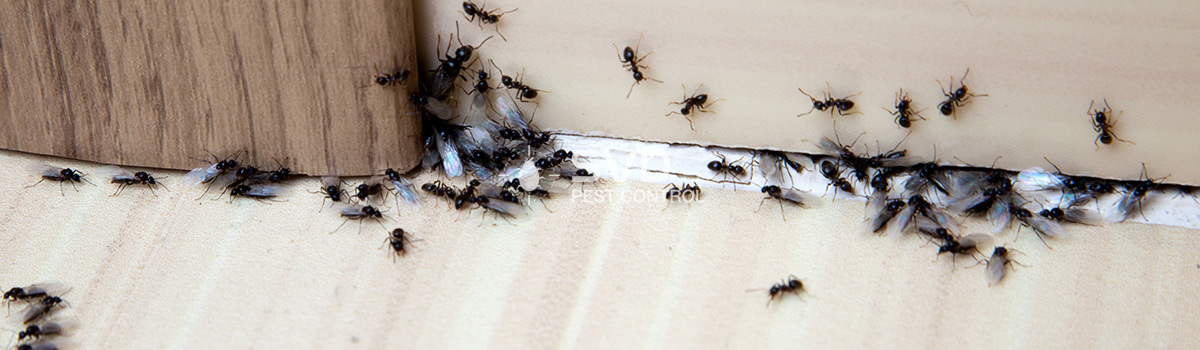 Ants