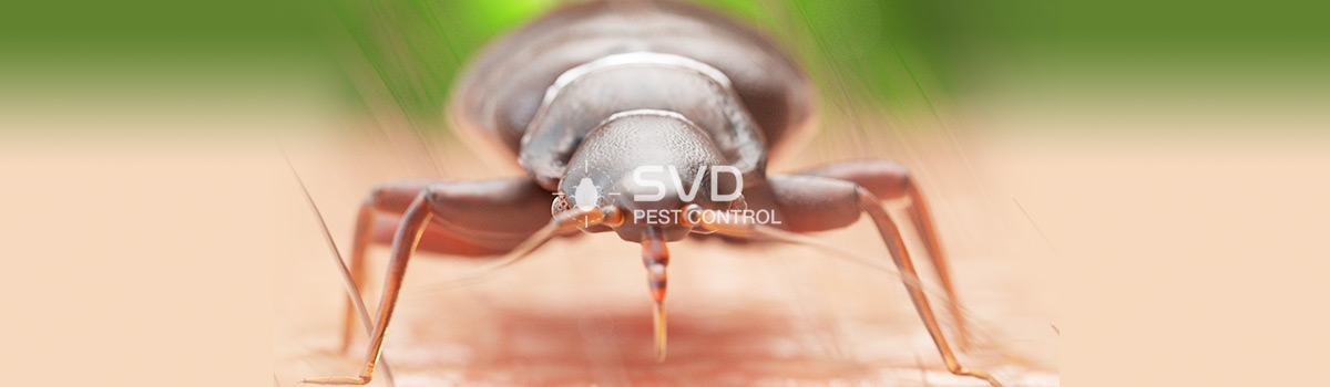 SVD Pest Control