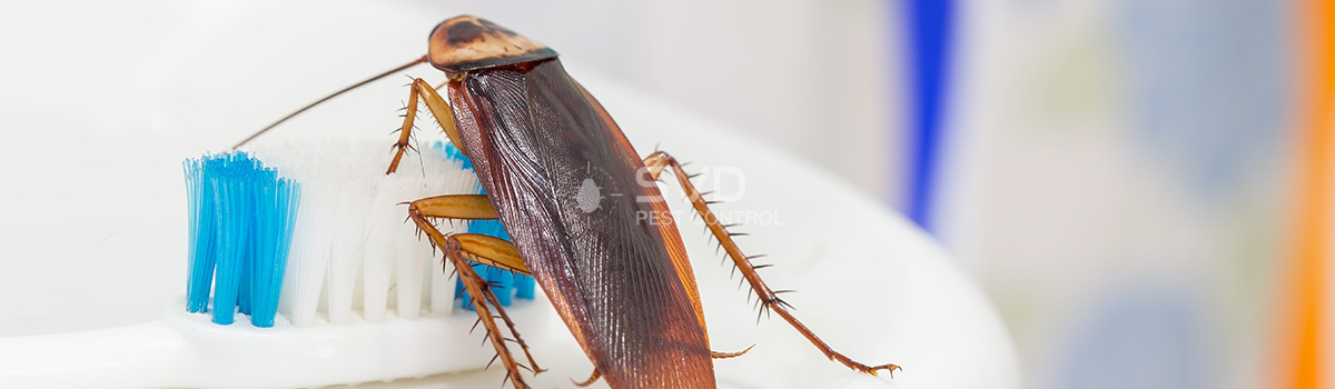 Cockroaches