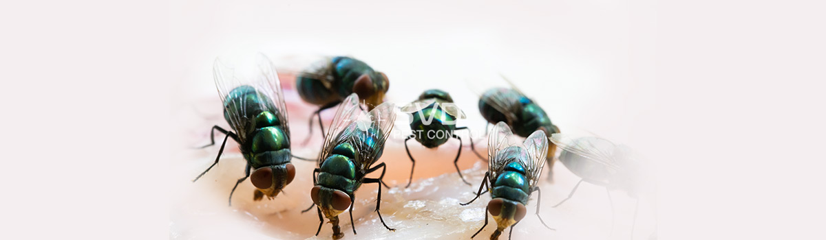 Flies