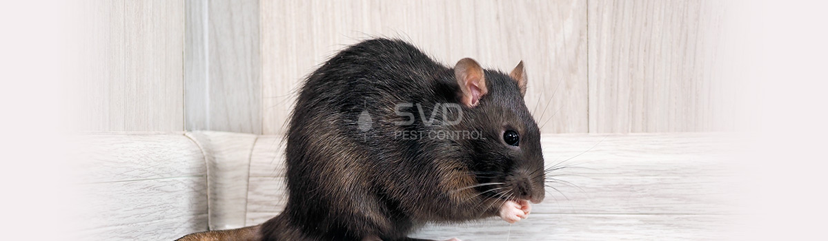 Rats