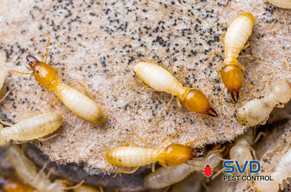 Termites